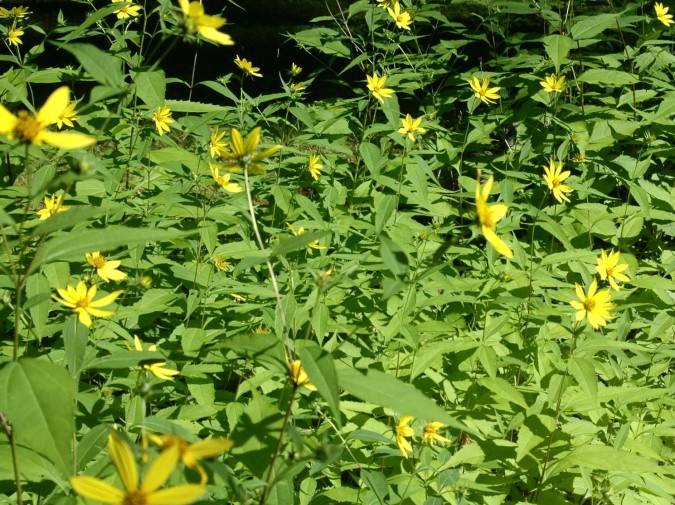 Yardful of Yellow Flowers