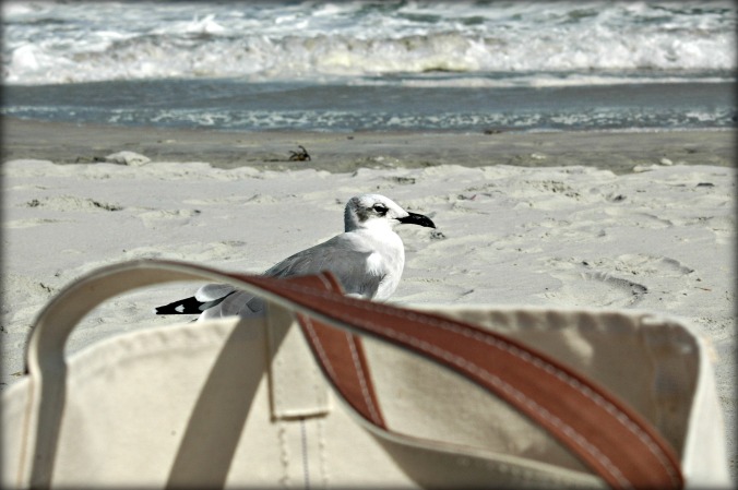 bird-considers-bag-at-wrightsville-beach